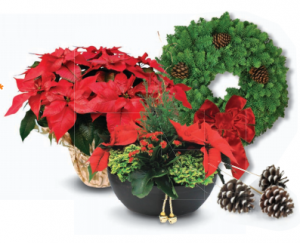 Home Depot: Coupon rabais (Achetez 3 plantes des fêtes ou verdures décoratives et obtenez la 4ème gratuite)!, 