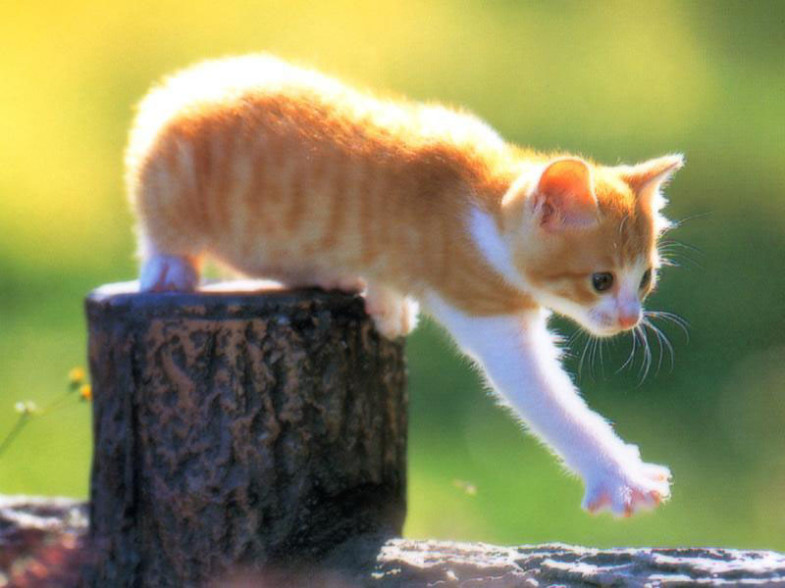 chaton-785x588 GRATUIT: Une trousse pleine de cadeaux gratuits pour votre chat! monchaton.ca